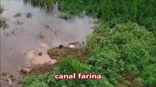 CAPIVARAS  NO LAGO ROLÂNDIA ( DRONE )