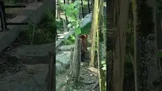 Медведь 🐻