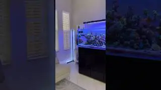 Reef Tank Life 💯