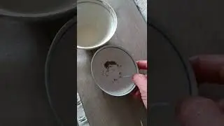 семена моркови на туалетной бумаге