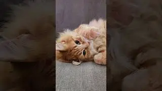 Just chilling with Mr. Walter 🧡 #cat #cute #cutecat #animals #catvideos #cats #pet #catlover