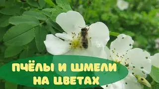 Пчёлы и шмели на цветах | Цветы и насекомые - видео для релаксации