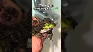 Will my frog be clean today? 🐸🧼