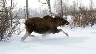 HOW TO DETERMINE WHERE THE BEAST HAS WENT.