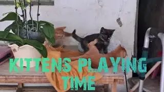 KITTENS PLAYING TIME