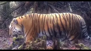 【Collection】The Battle of the Tiger King for Territory 2023