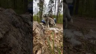 Линька #dog #wolf #akita #собака #akitainu #animal #вакай #животные #линька #акита #японскаяакита