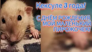 Кексику 3 годика! Сегодня у нас большой праздник🎉🎊🎁#листиккексикмишутка #твимз #крыса #моилюбимки