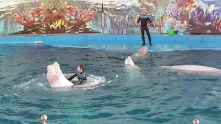 Дельфинарий🐬 Сочи 🐋Лазаревское