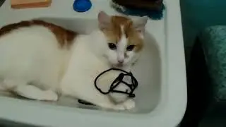 Кот играет в раковине