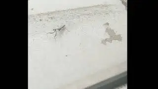 Богомол в Орловской области