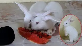 Cutest PoyPoy & PomPom Rabbit Eating ASMR Watermelon