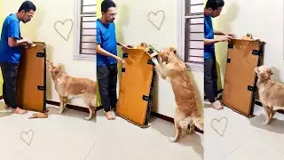 My dog's adorable reaction to Surprise gift☺️#goldenretriever #puppy #funny #happy #cute