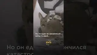 Пожелаем косуле скорейшего выздоровления! Больше историй 👉 