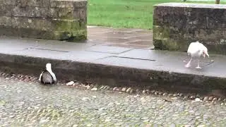 Seagulls Calling