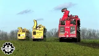 Красивая уборка сахарной свёклы. Ropa Tiger V8-4, Tiger T5 и Holmer T4-40 копают в Елецком районе