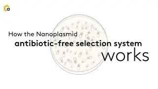 Learn how the RNA-OUT antibiotic-free selection system works in the Nanoplasmid® vector