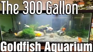 300 Gallon Goldfish Aquarium