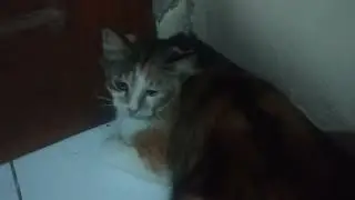 Dia mendengkur ketika menyapaku tidak mengeong seperti kucing pada umumnya