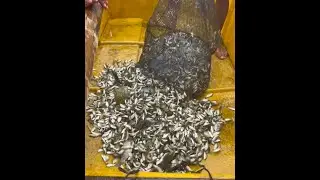 Nagpahango na kami ng bangus😅 Nakahuli din kami ng isang bangkang ayungin😱/TALIM ISLANDER