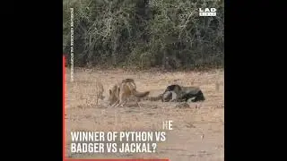 Bal porsuğu ile piton yılanının mücadelesi - Fight between honey badger and python snake