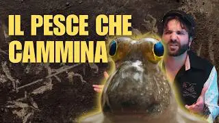 MUDSKIPPER - il pesce saltafango