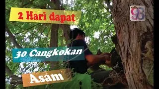 cangkok asam di pinggir jalan