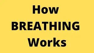 How Breathing Works: The Science