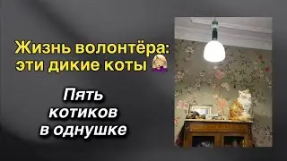 Не сойти с ума с пятью котами 🤦🏼‍♀️