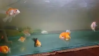 Goldfish bikin pikiran menjadi tenang insyallah