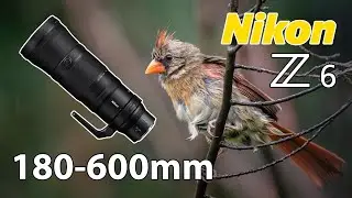 Nikon 180-600 Rainy Day Bird Photography with Z6 Camera!