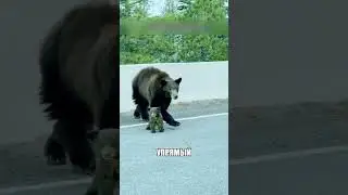 Этот упрямый медвежонок устроил НАСТОЯЩУЮ ИСТЕРИКУ🐻🚨😱