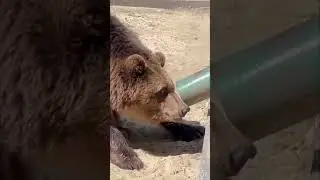 АО Волга / Медведица Маша – под нашей опекой!