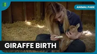 New Giraffe Arrival - Animal Park - Documentary