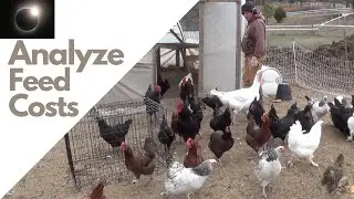 Analyzing Feed Costs