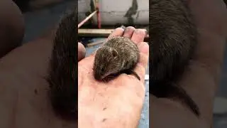 Поймал мыша - ешь не спеша ;)
