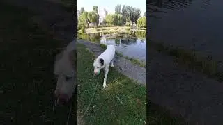 Алабай Булат понимает водные процедуры