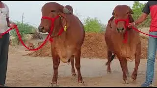Gir Cow Seller Patan Kishangarh Ajmer Rajsthan (9928787671)