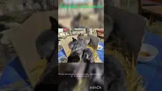 продам кроликов 2