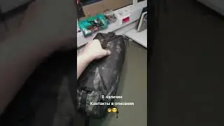 Сумка ручная кладь в наличии 
