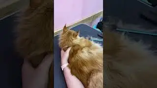 Вычесываем котиков каждый день 💕