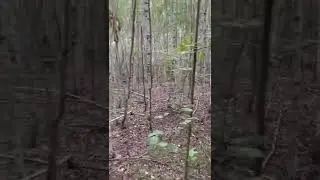 Прогулка в лесу