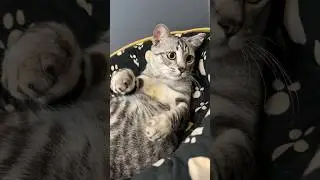 Abu Semenjak Kecil Doyan Banget Nyusu😂😂 