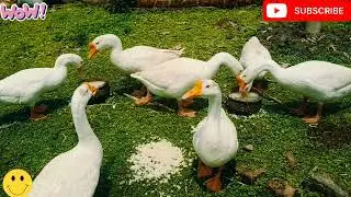 duck and goose videos 🍚#funny duck video #trending shorts #trend video 💘#duck lovers #funny #viral |