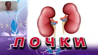 Функции почек Энергия слизи Рекомендации Елены Шапаренко
