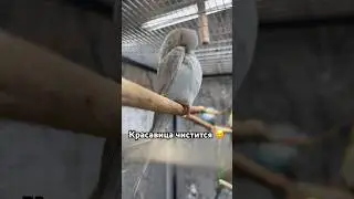 Птенчик чистится 🤣