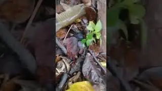 stream fishing | #hampalabarb | #sebarauhunter | #topwaterlure | #shorts #abugarcia