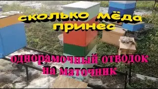 Сколько мёда принёс однорамочный отводок на маточник