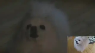 What up dog