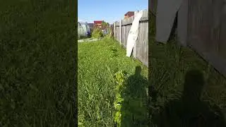 малина возле деревенского туалета